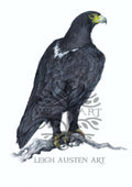 Black Eagle (Verreaux's eagle)